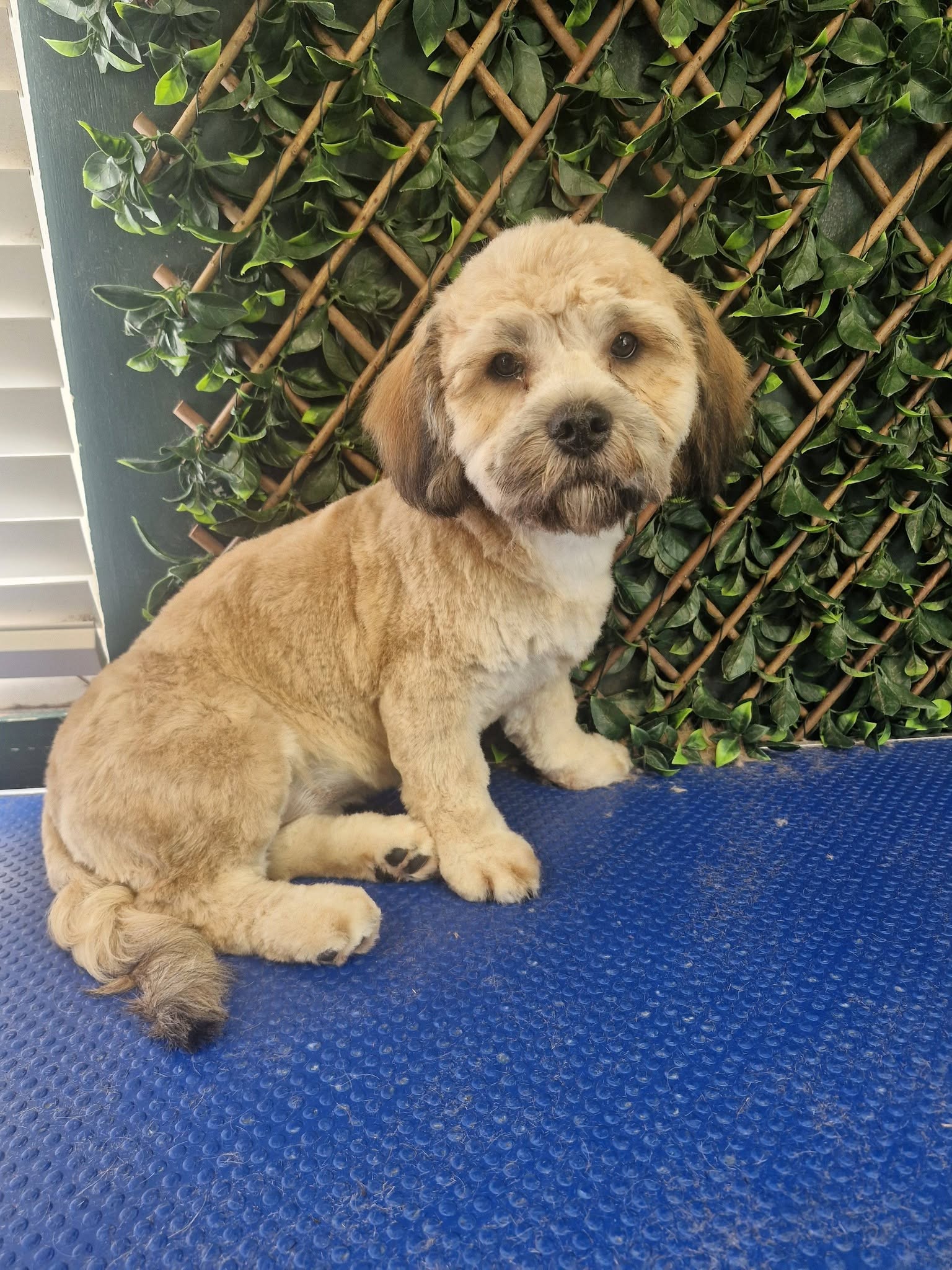 Evie the puppy sitting on the grooming table after her first groom