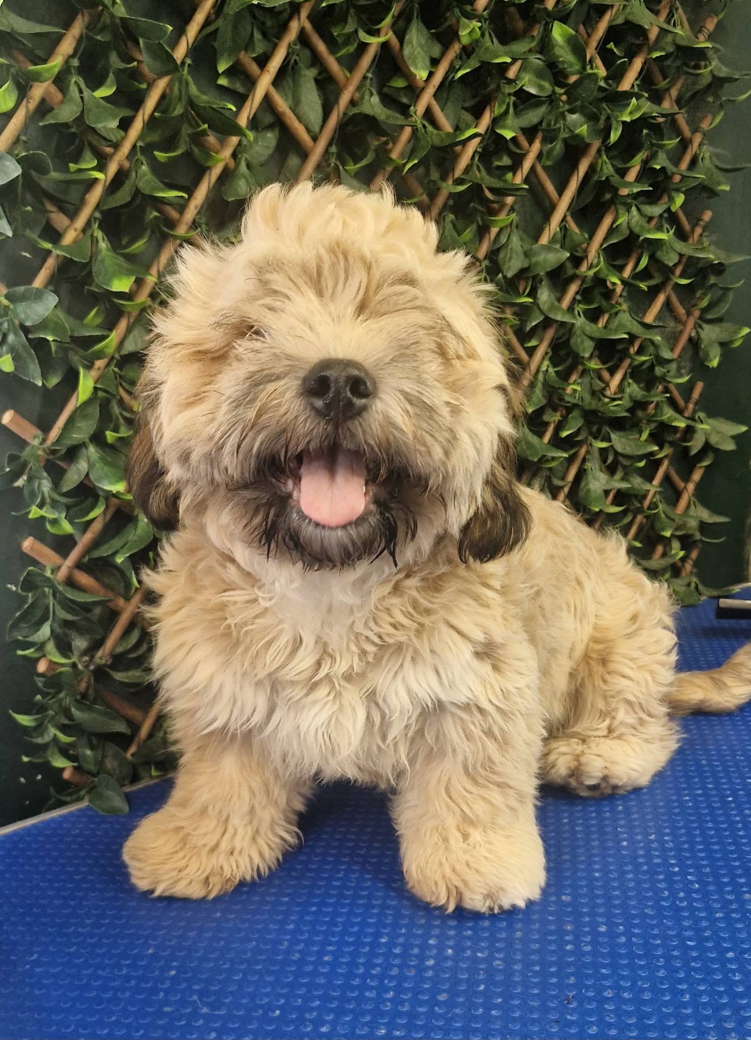 Evie the puppy, fluffy and smiling on the grooming table