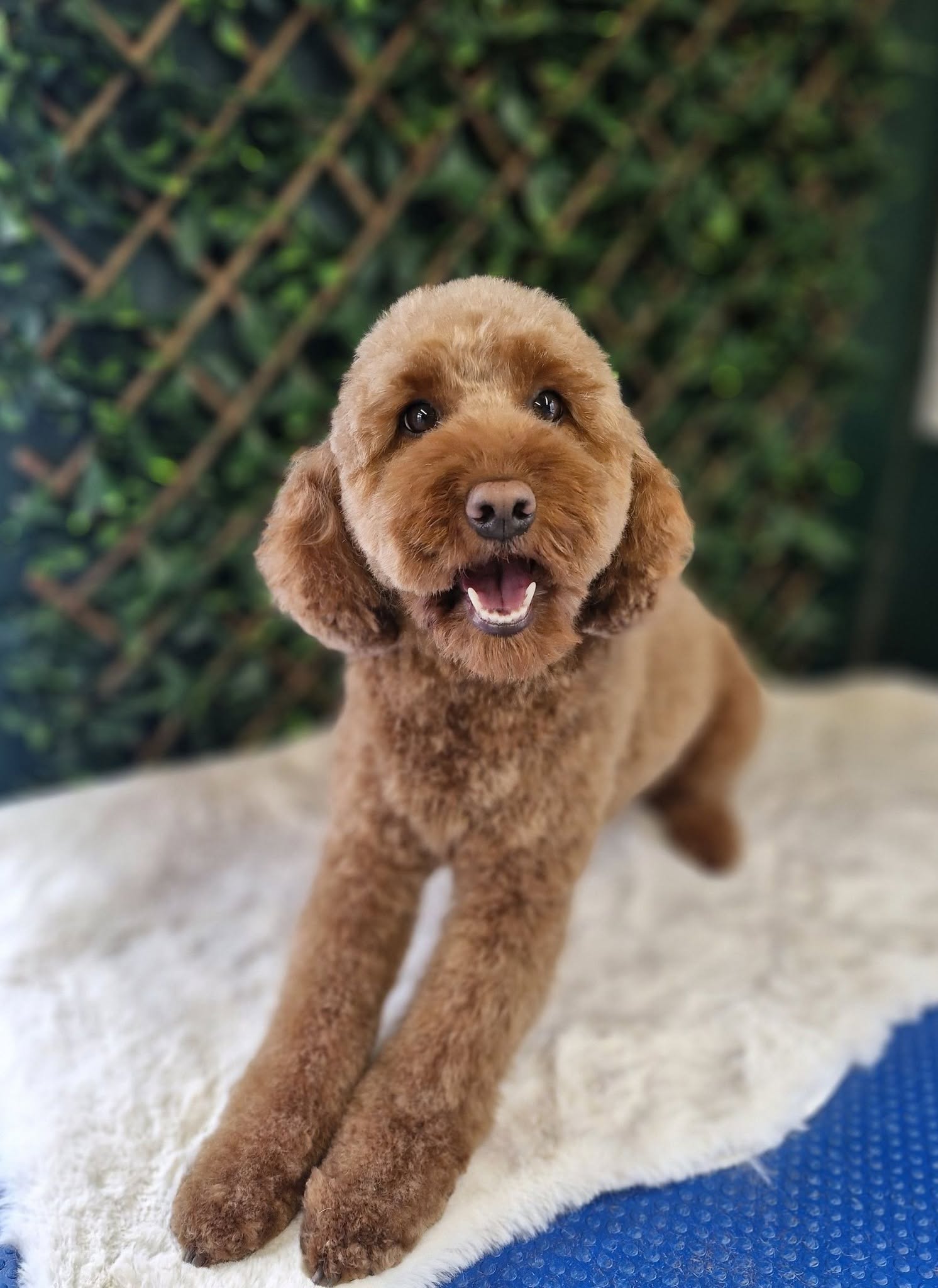 Millie, a red poodle cross, lying on a sheepskin rug after her first groom
