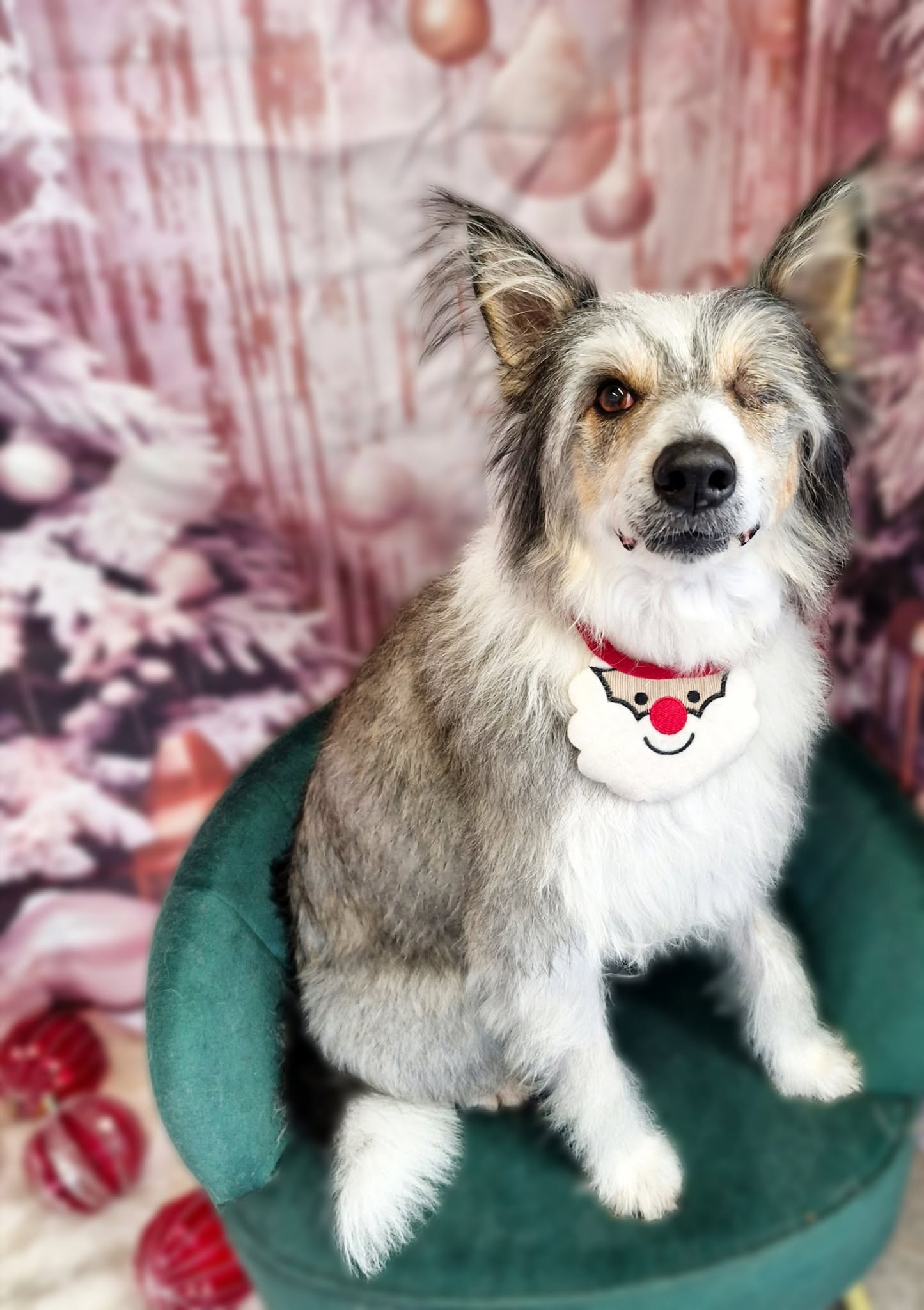 Merle collie cross in a Santa bib on the green chair