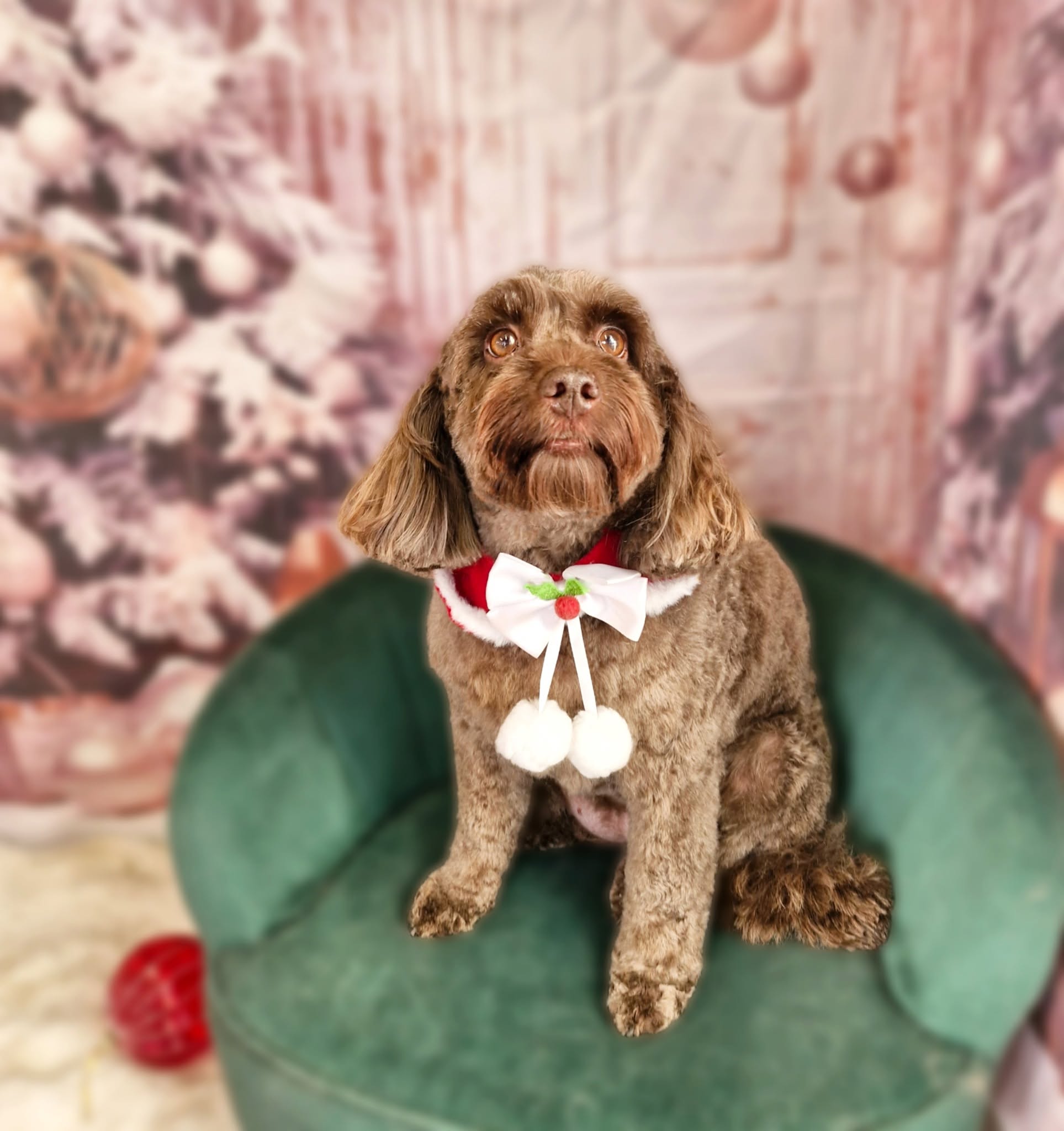 Brown cockapoo with a festive collar on the green chair