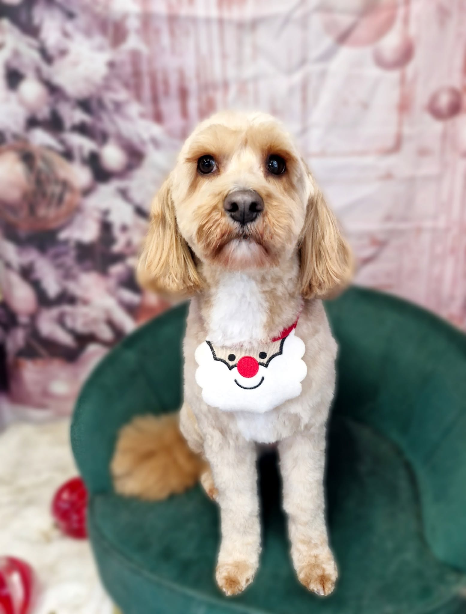 Cream cockapoo in a Santa bib on the green chair