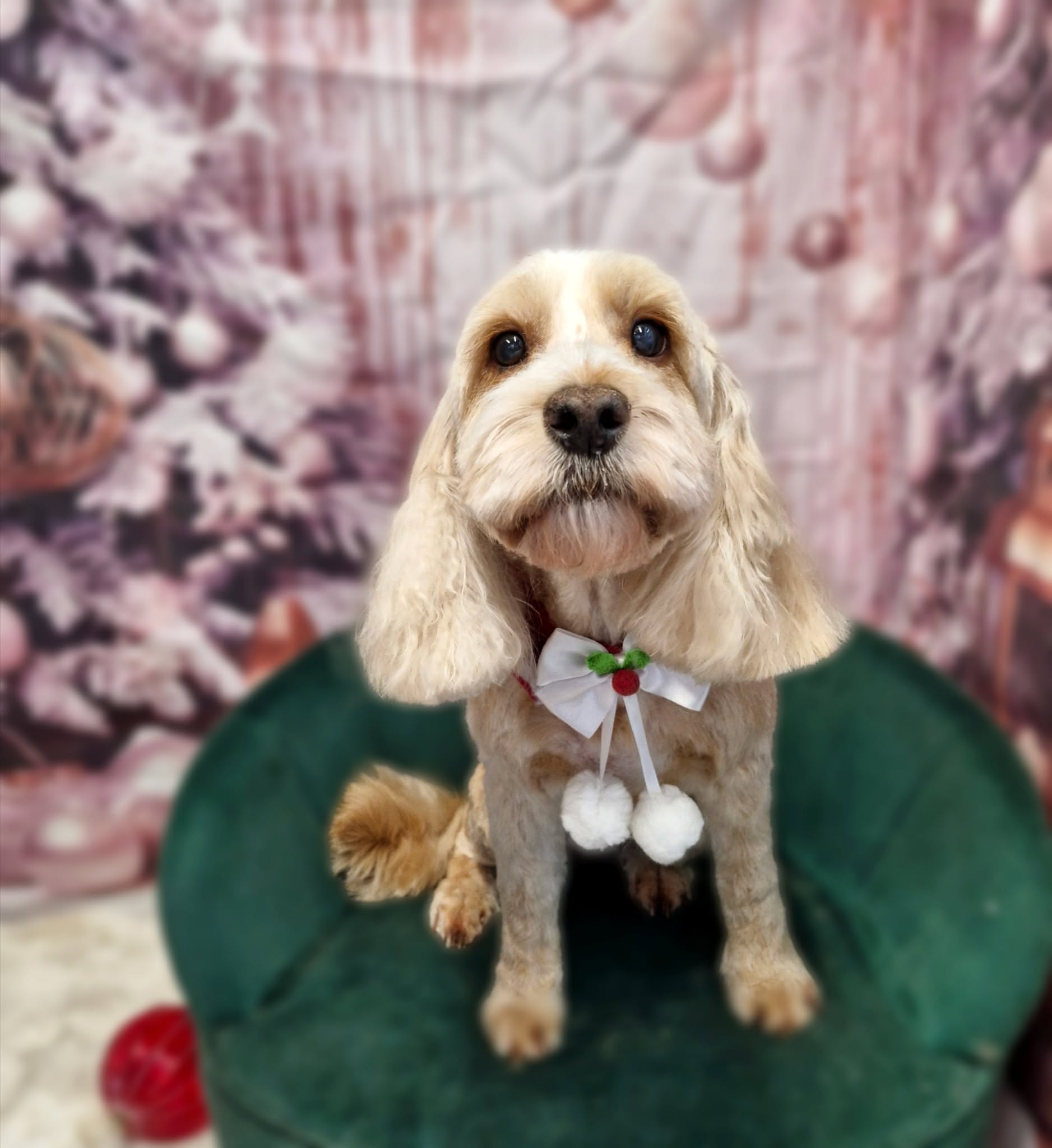 Golden cocker spaniel with a red and white bow tie