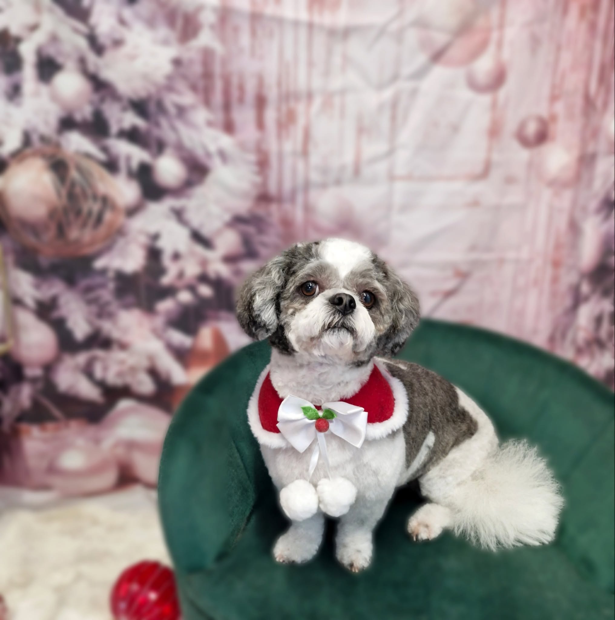 Grey and white shih tzu in a festive cape