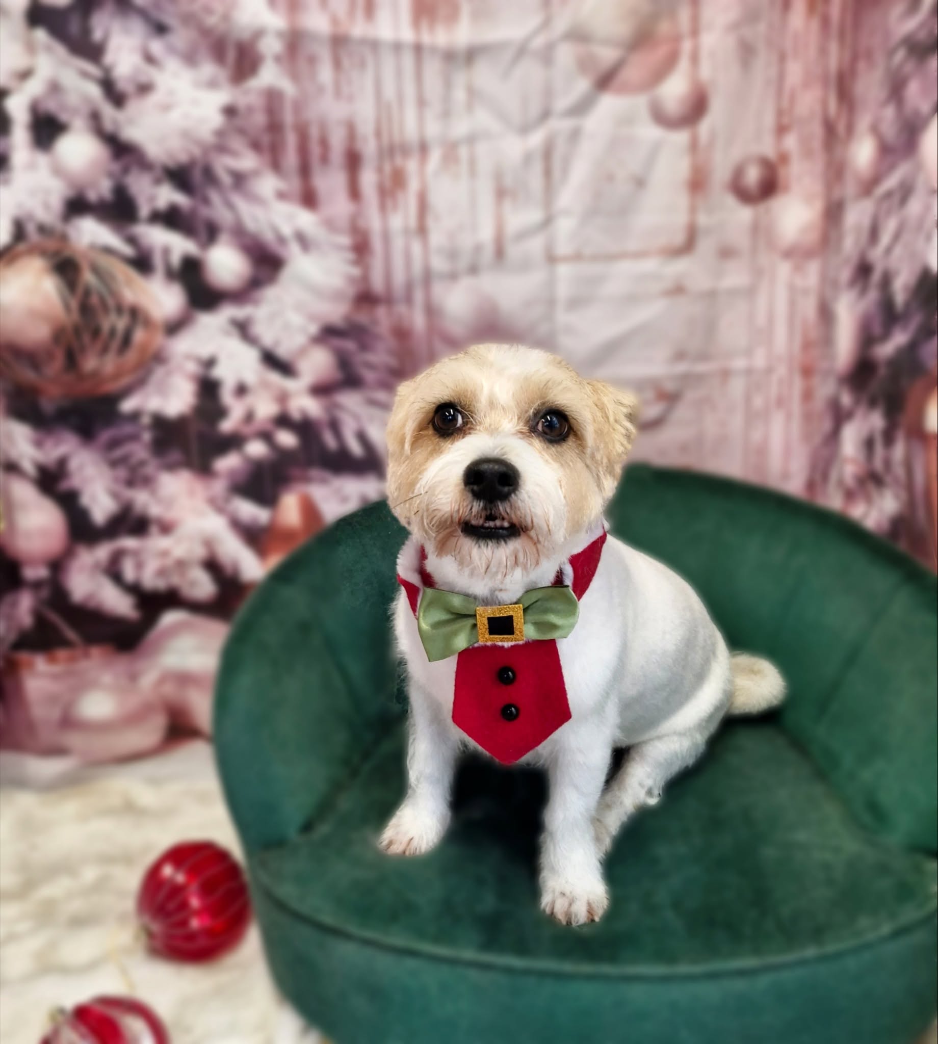 Small white terrier cross in a red waistcoat and bow tie