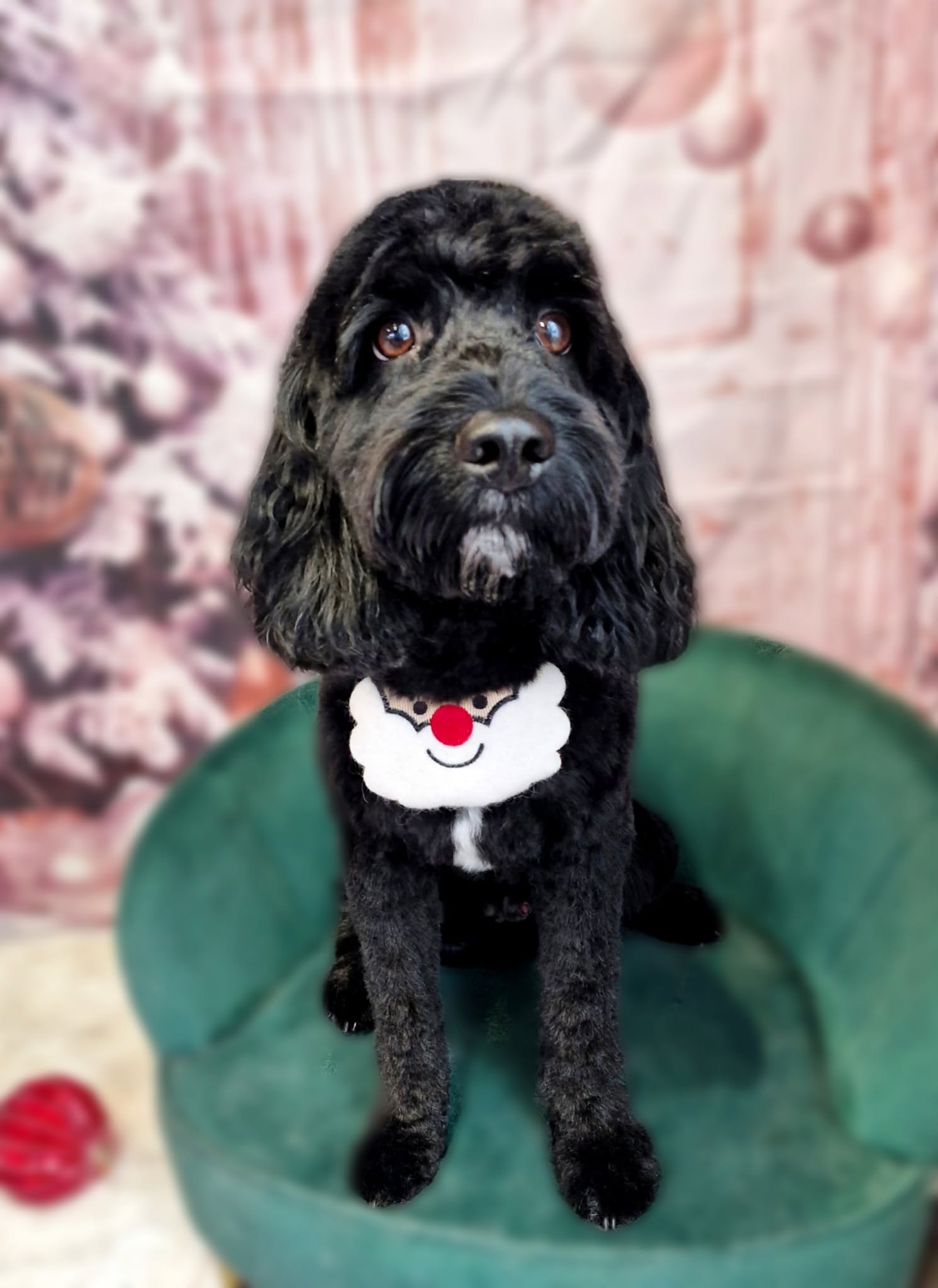 Black poodle cross in a Santa bib