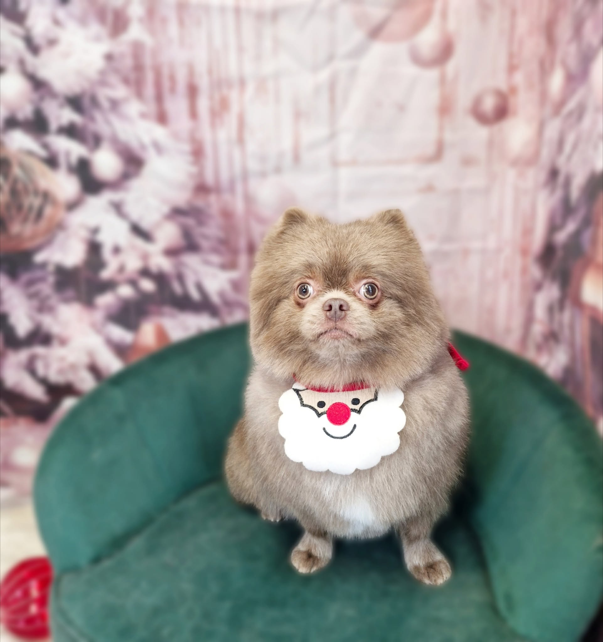 Fluffy Pomeranian in a Santa bib on the green chair