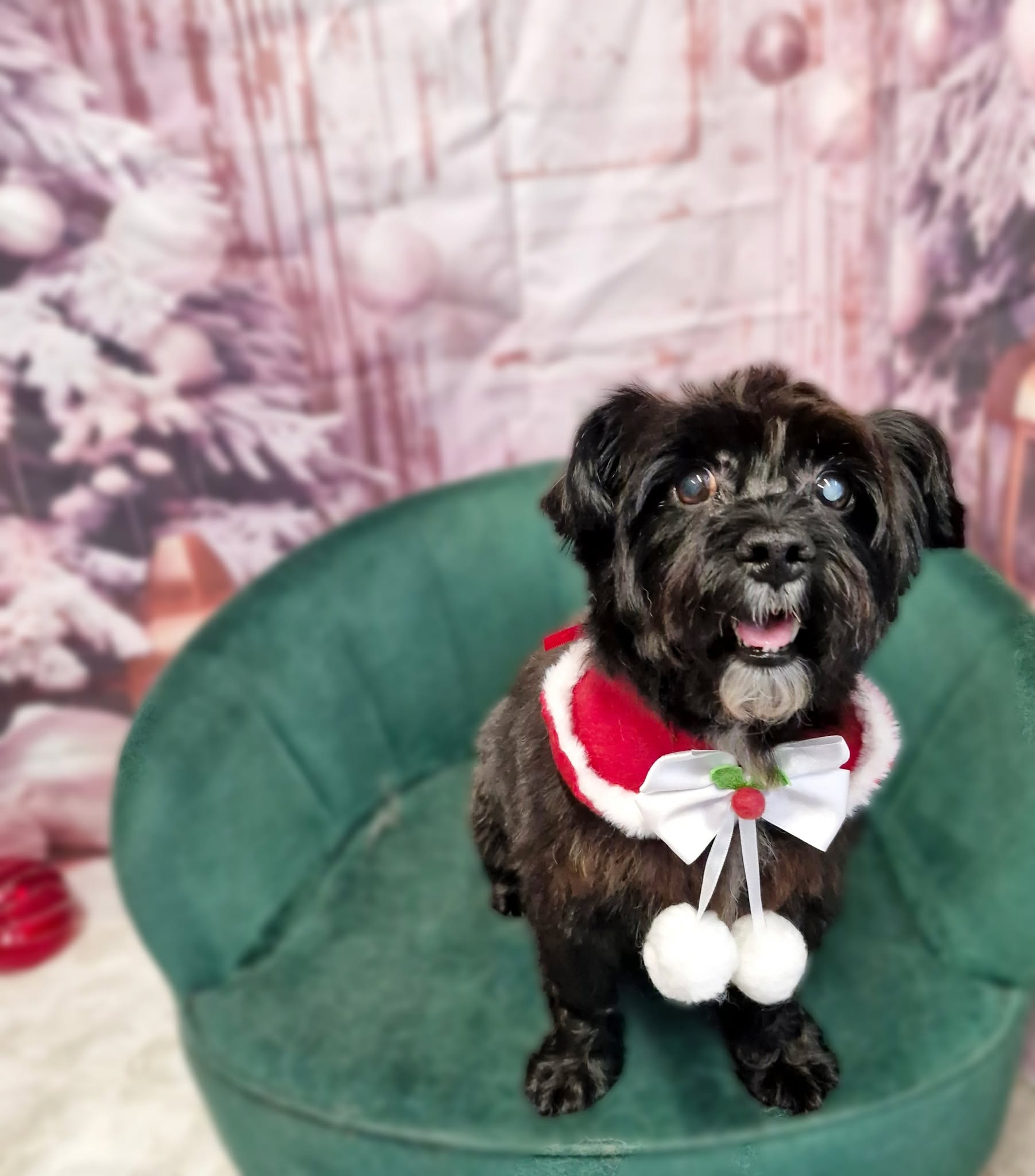 Black shih tzu cross in a red cape with pom poms