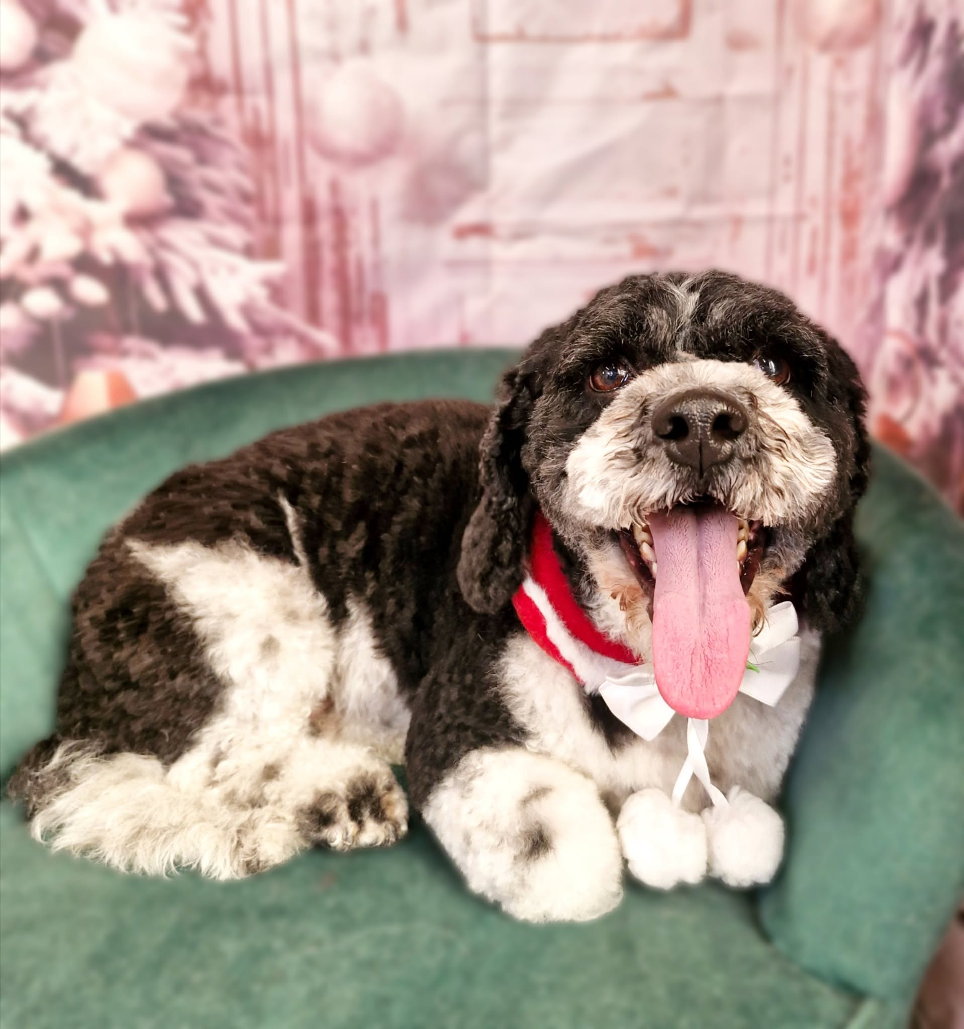 Black and white cockapoo lying on the green chair, tongue out