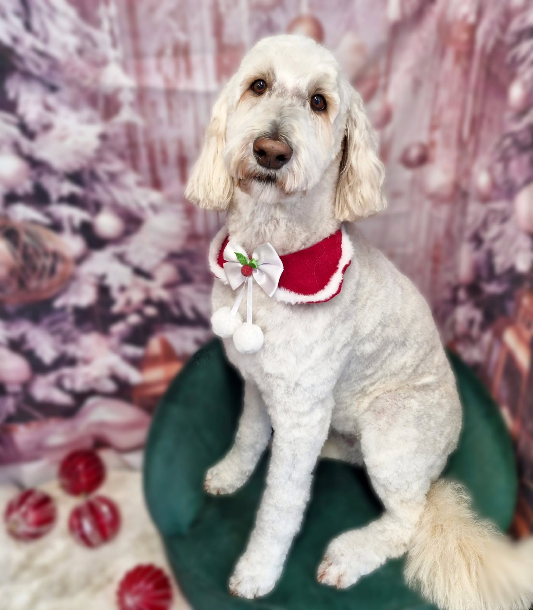 White doodle in a festive collar