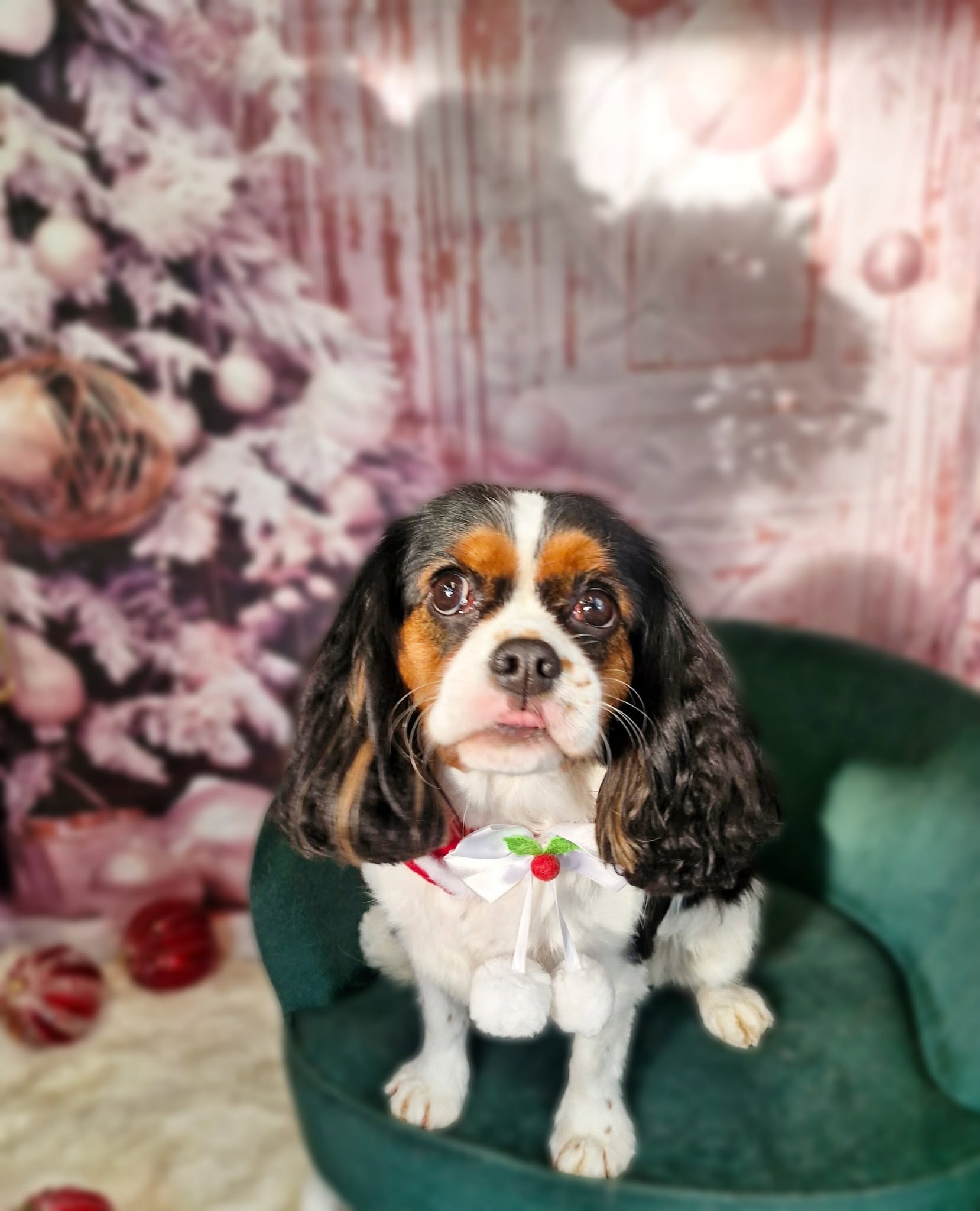 Tricolour cavalier King Charles spaniel in a festive bib
