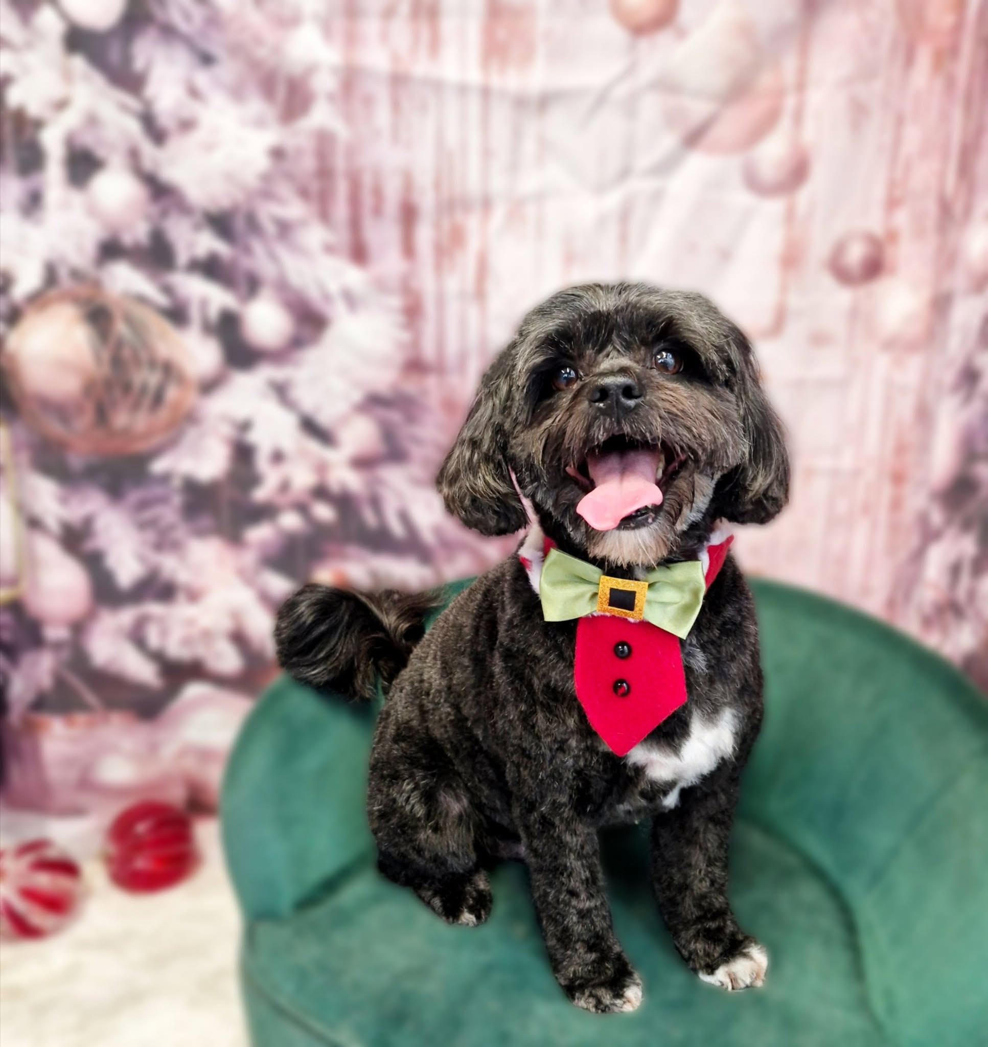 Black cockapoo in a red waistcoat and green bow tie