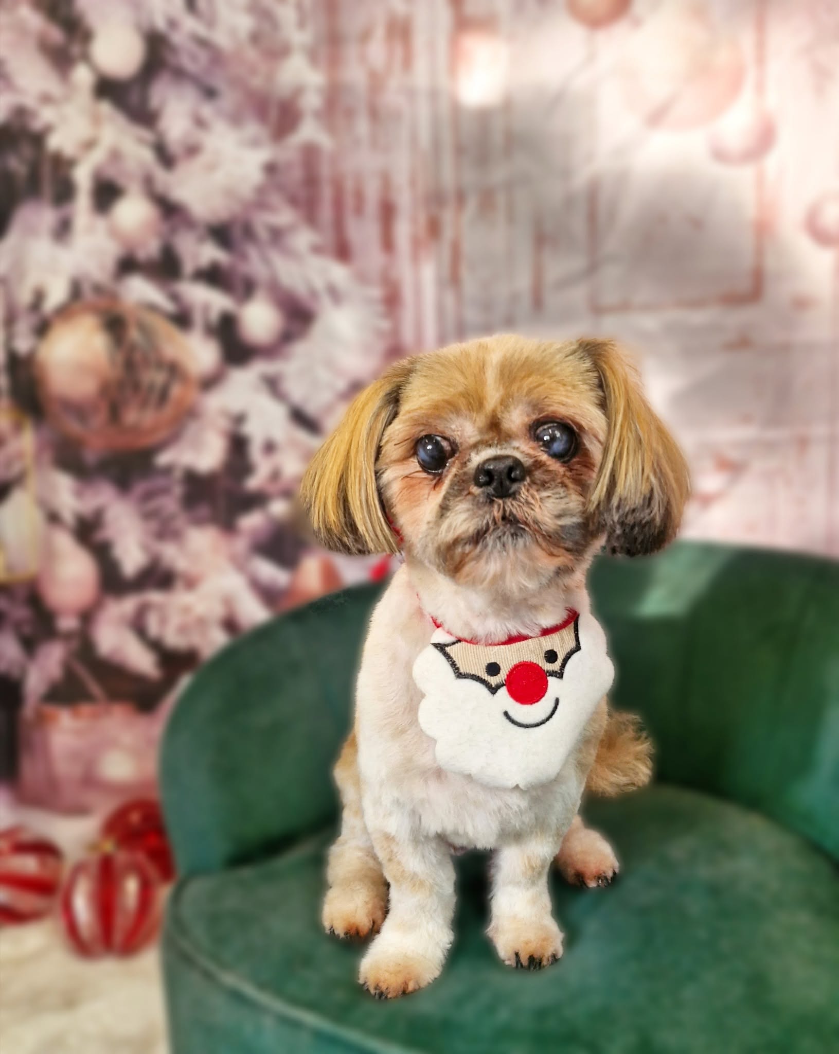 Shih tzu with a short summer trim in a Santa bib