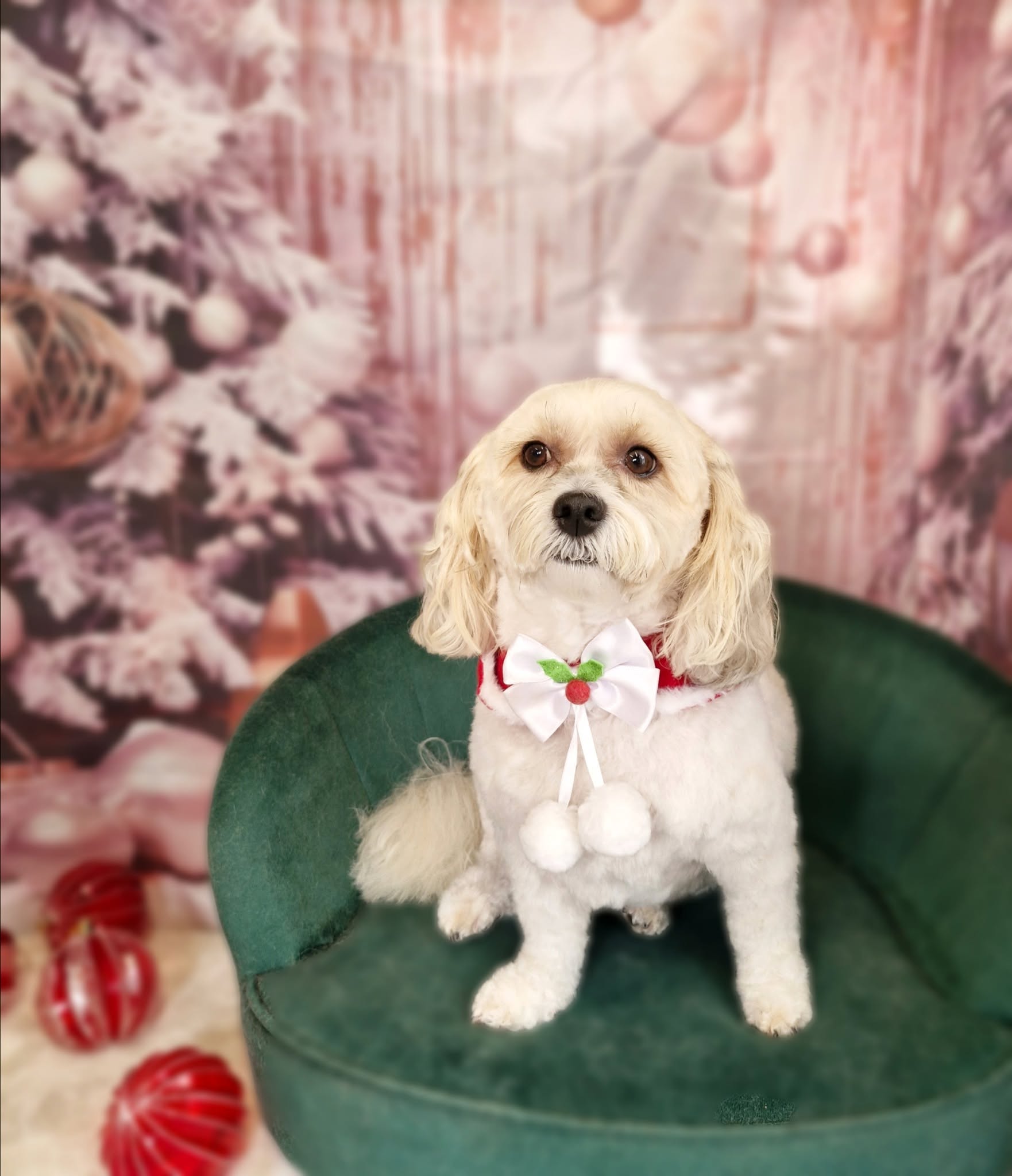Cream cavapoo with a bow tie and pom poms
