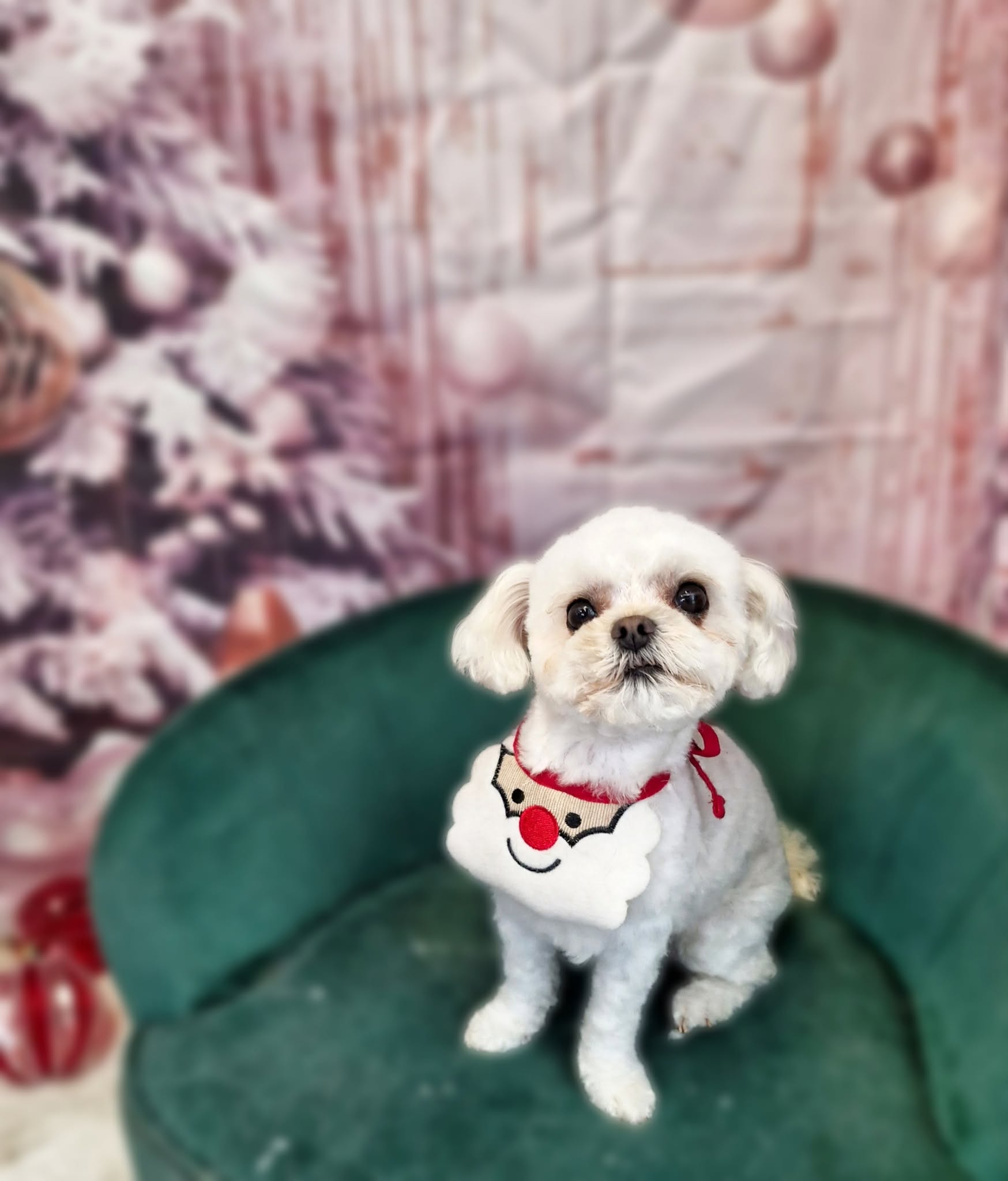 Small white Maltese cross in a Santa bib