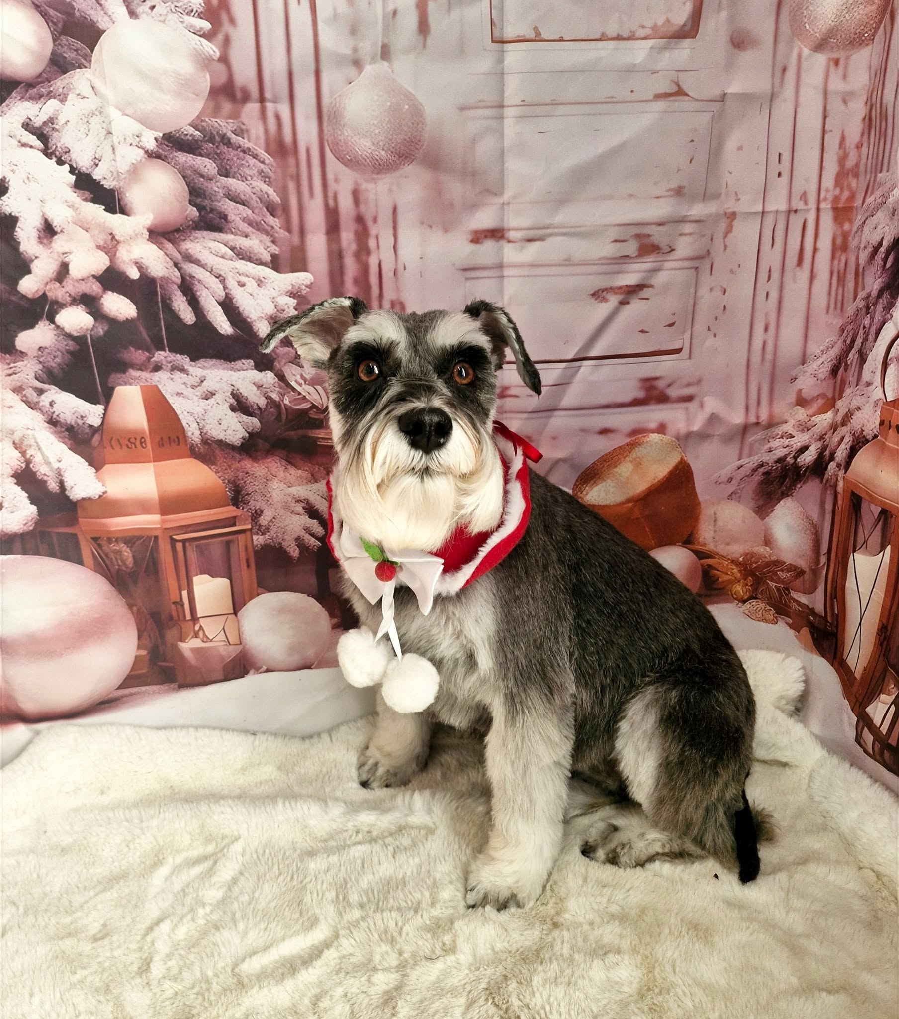 Schnauzer in a festive collar sitting on a white rug