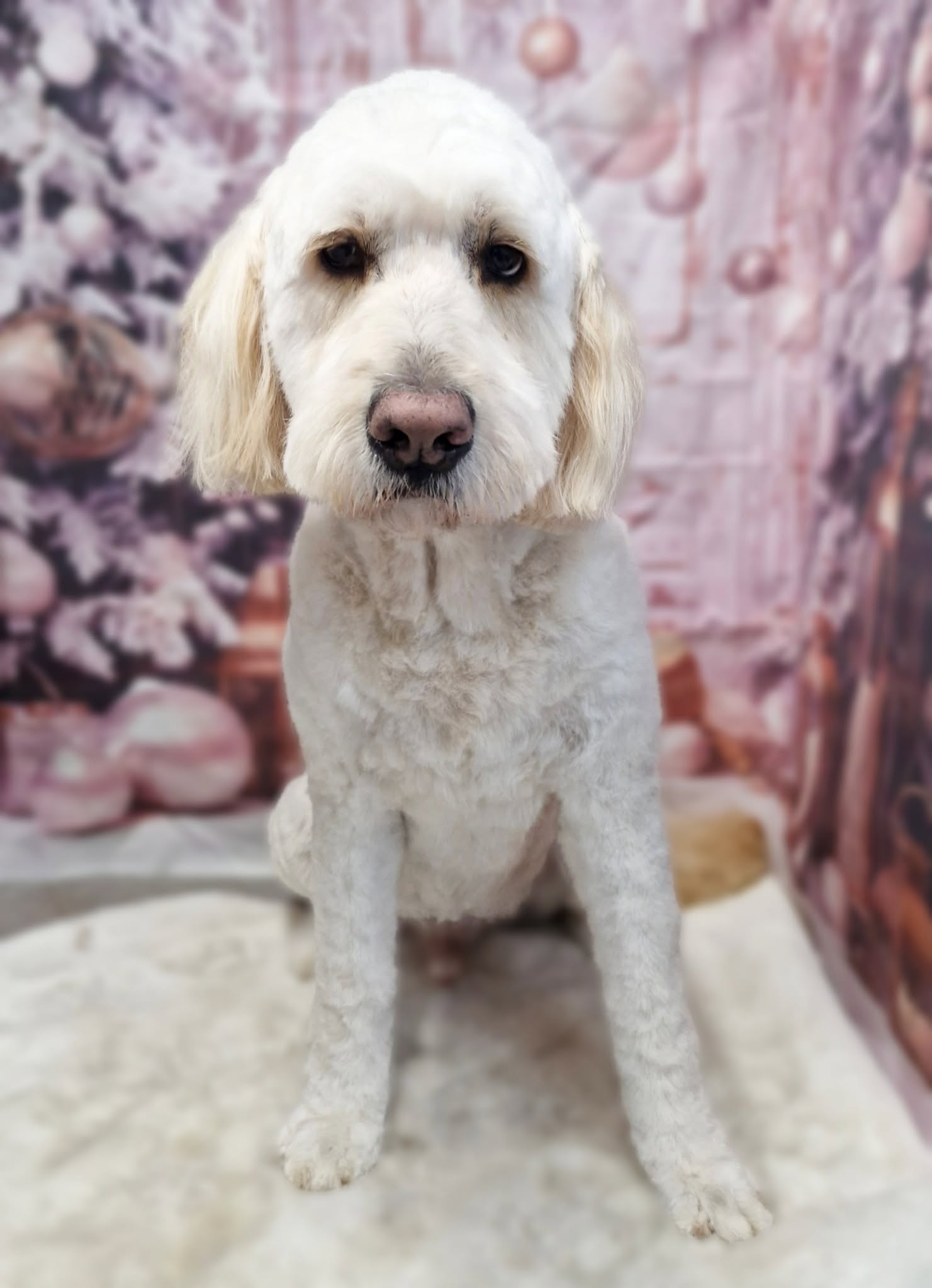 White doodle with a fresh trim standing on a white rug