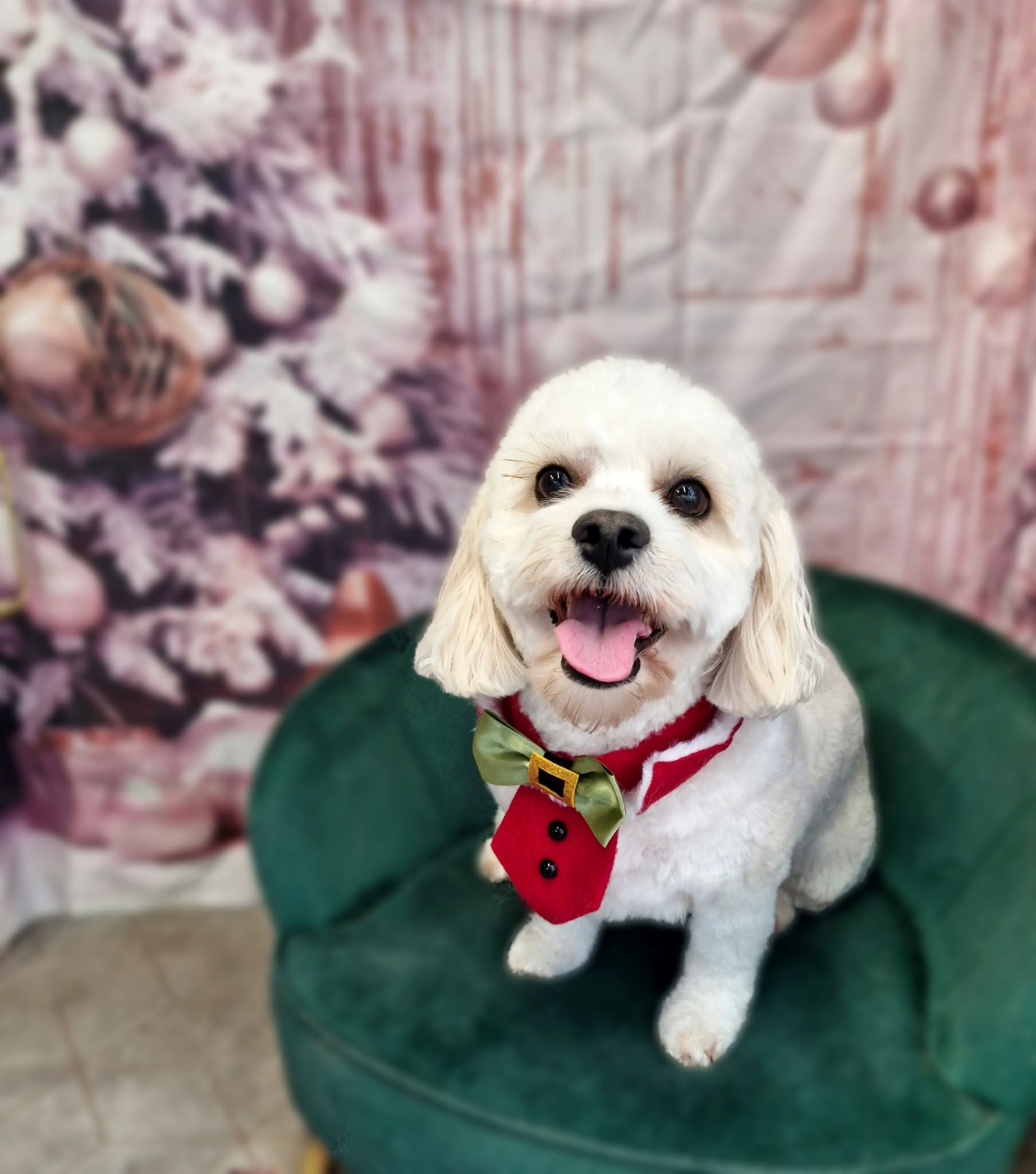 White bichon cross in a red waistcoat