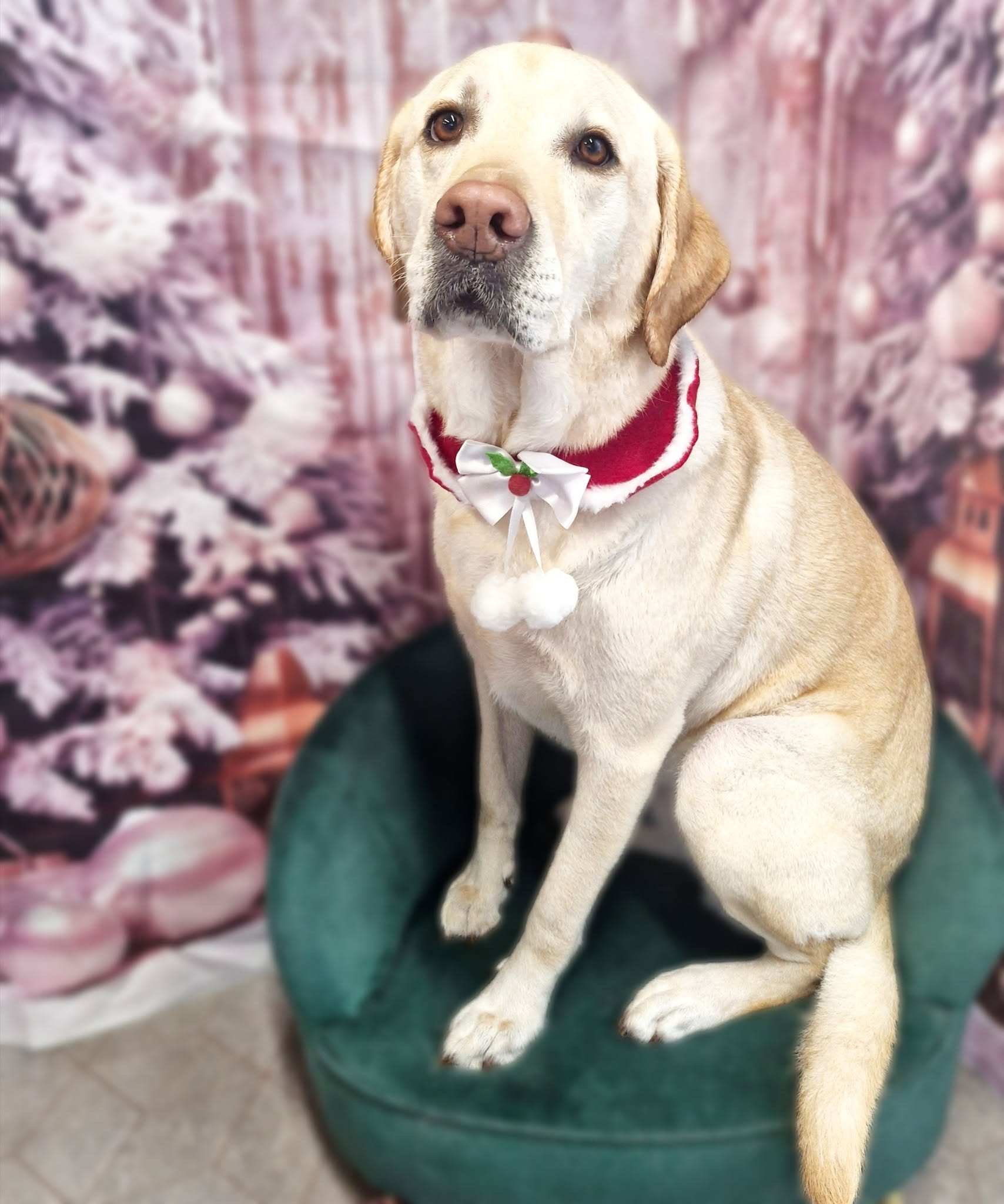 Yellow Labrador with a festive collar on the green chair