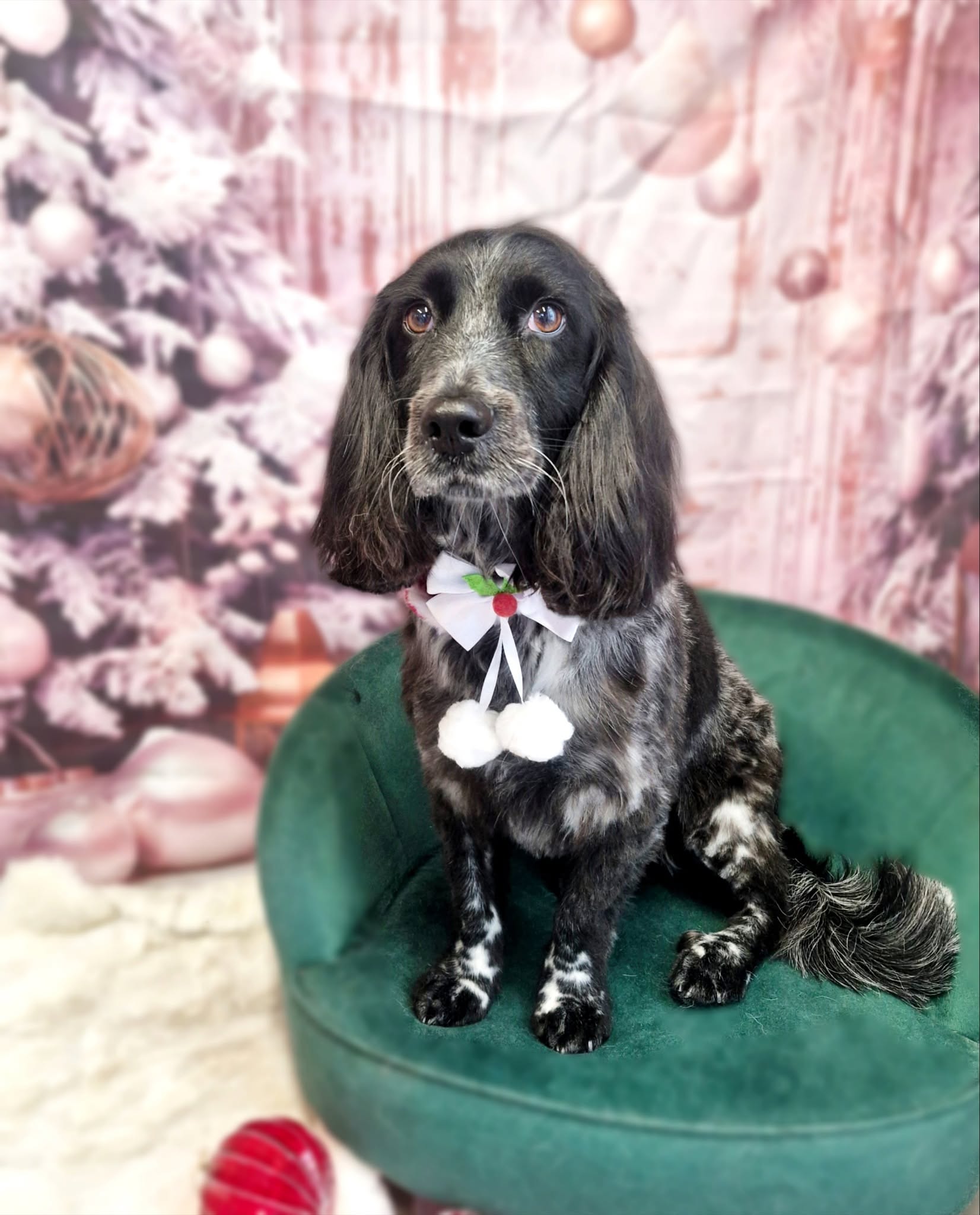 Blue roan cocker spaniel with a bow tie