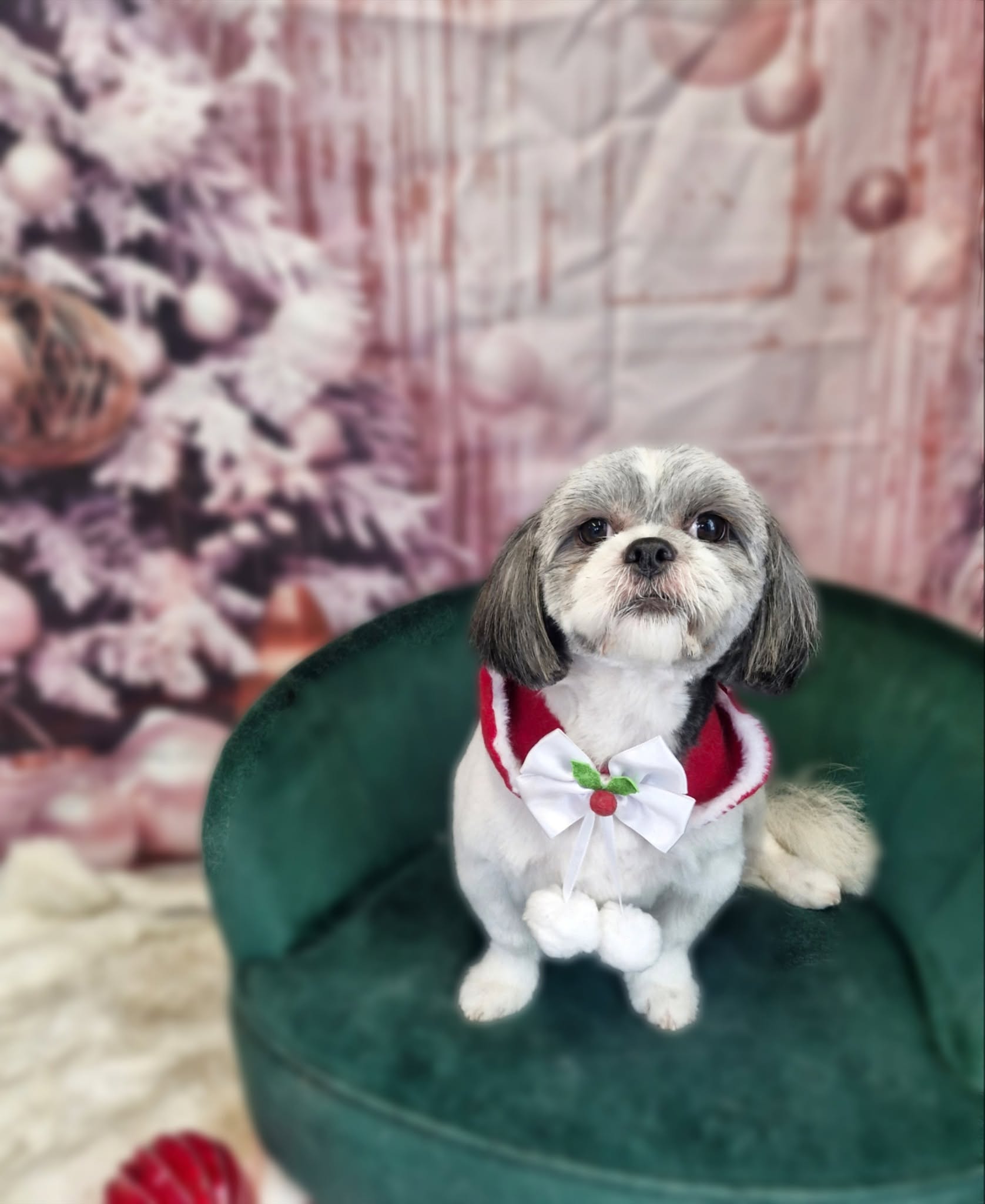 Grey and white shih tzu in a festive cape