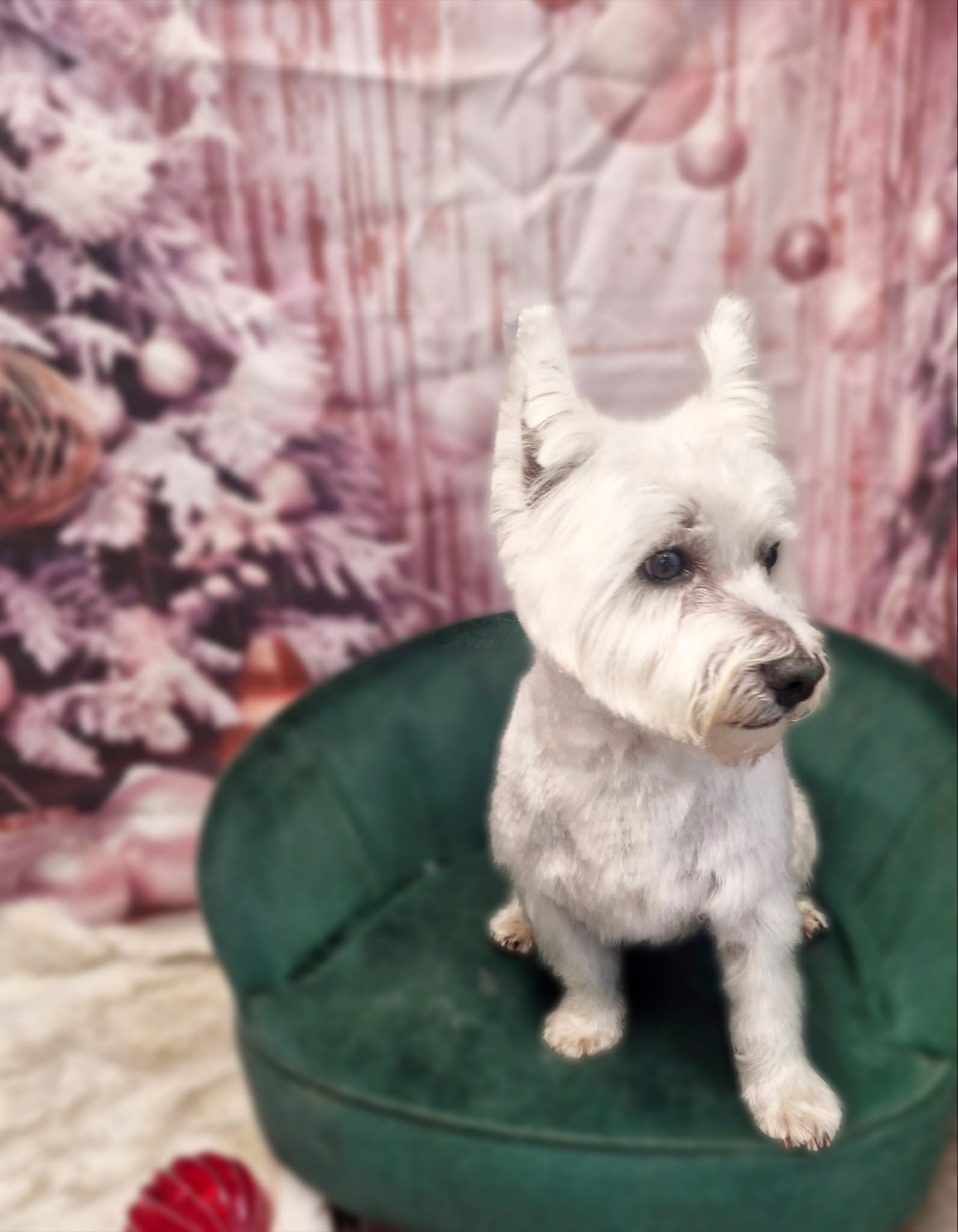 West Highland terrier sitting tall on the green chair