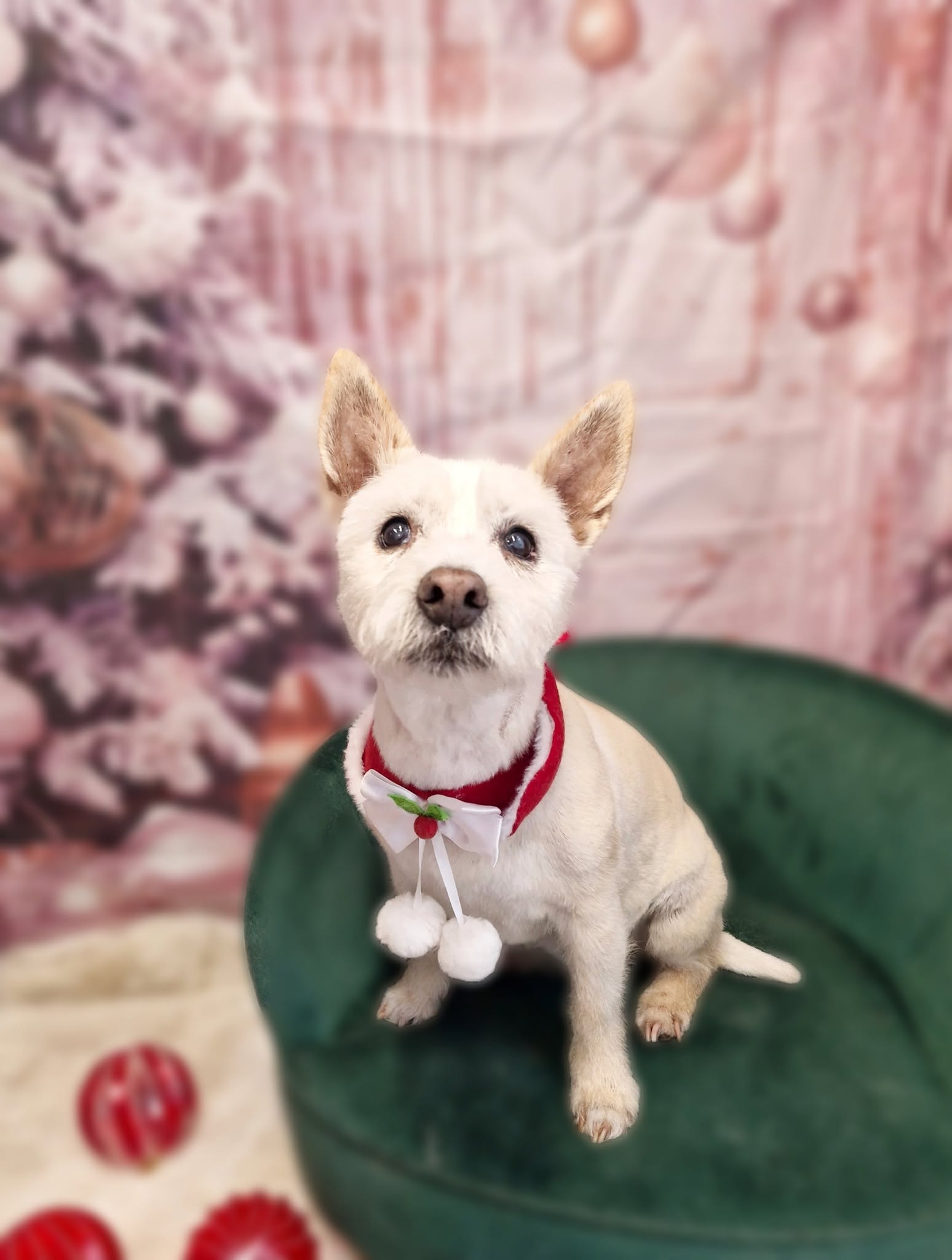 Small white terrier with a fresh short trim