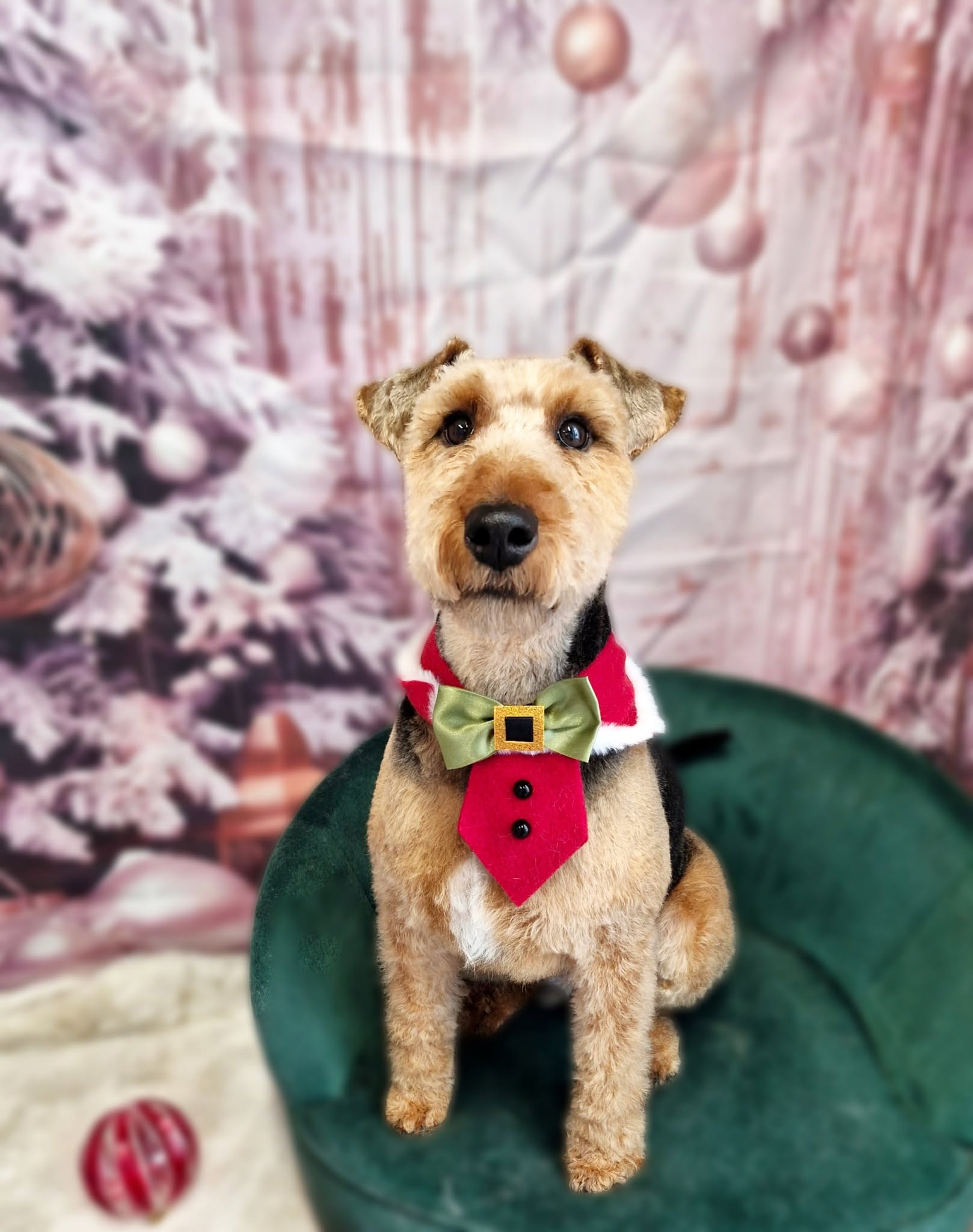 Wheaten terrier cross in a red waistcoat and bow tie