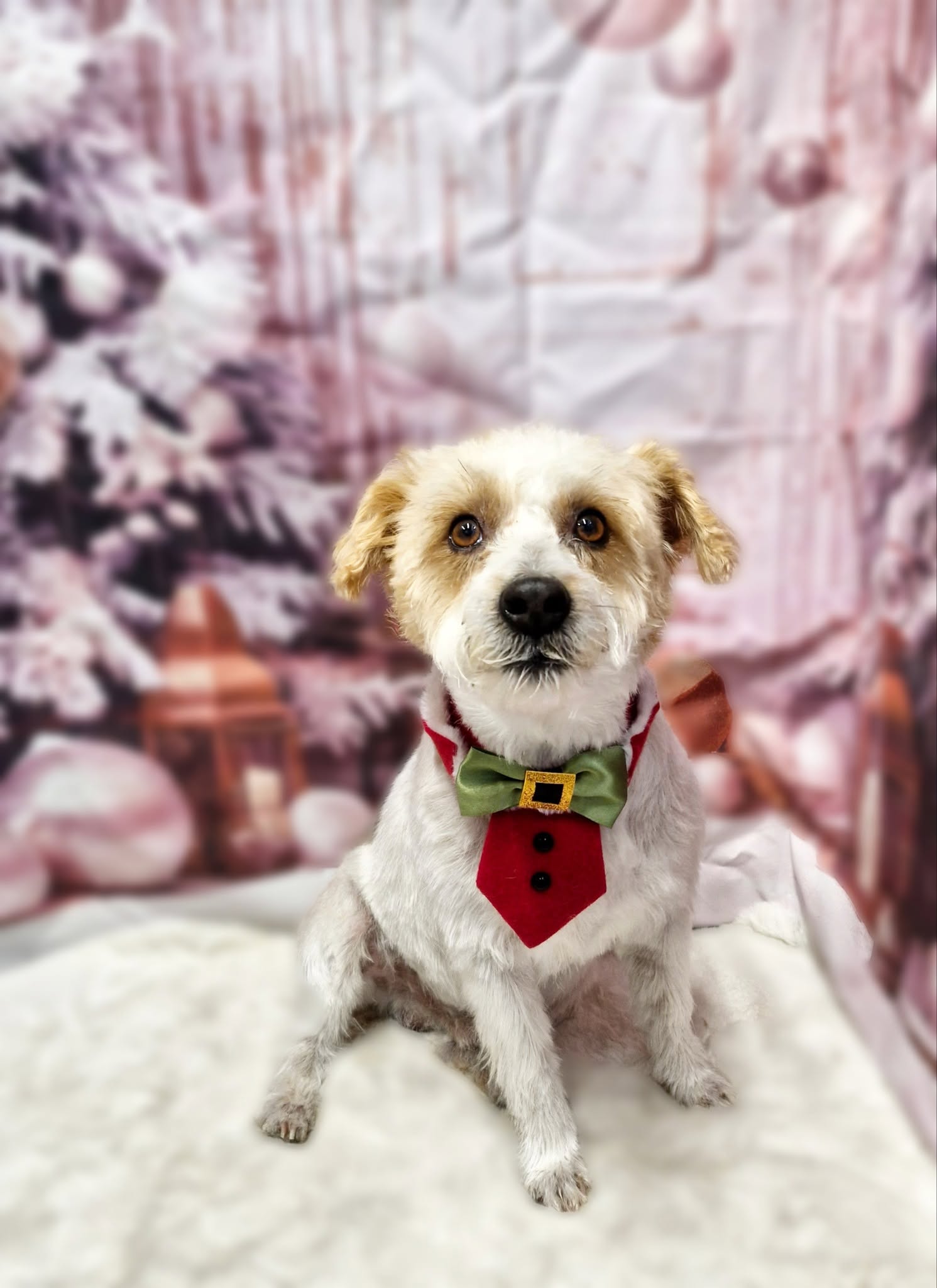 Wire-coated terrier cross in a red waistcoat on the rug