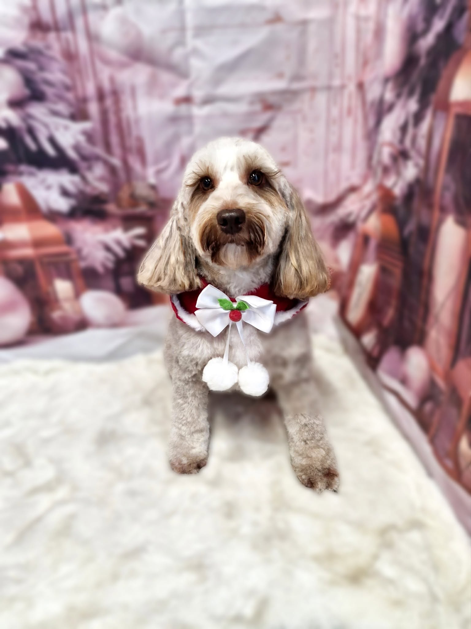 Cream cockapoo with a bow tie on a sheepskin rug
