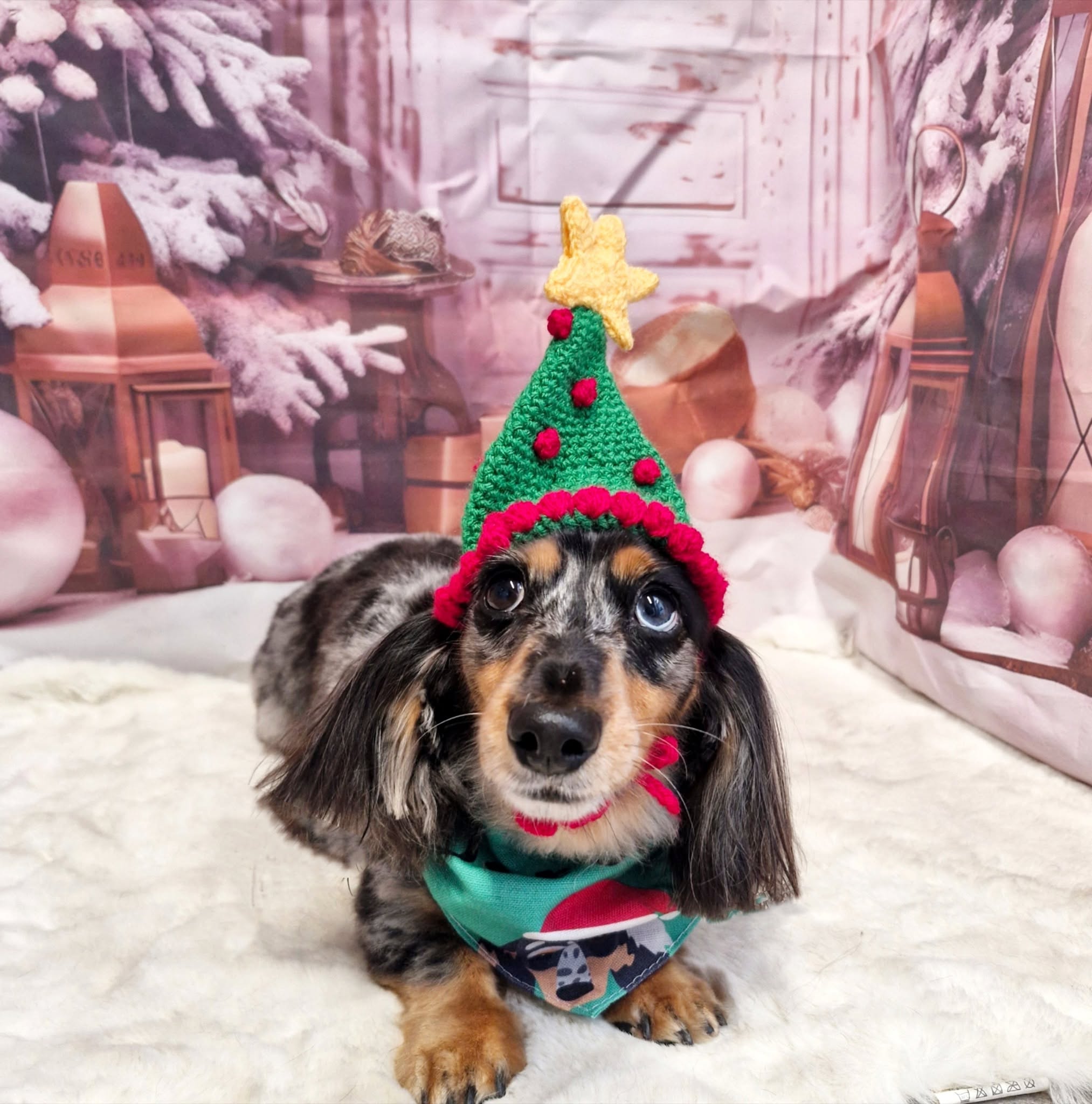 Puppy in a knitted Christmas tree hat lying on a white rug