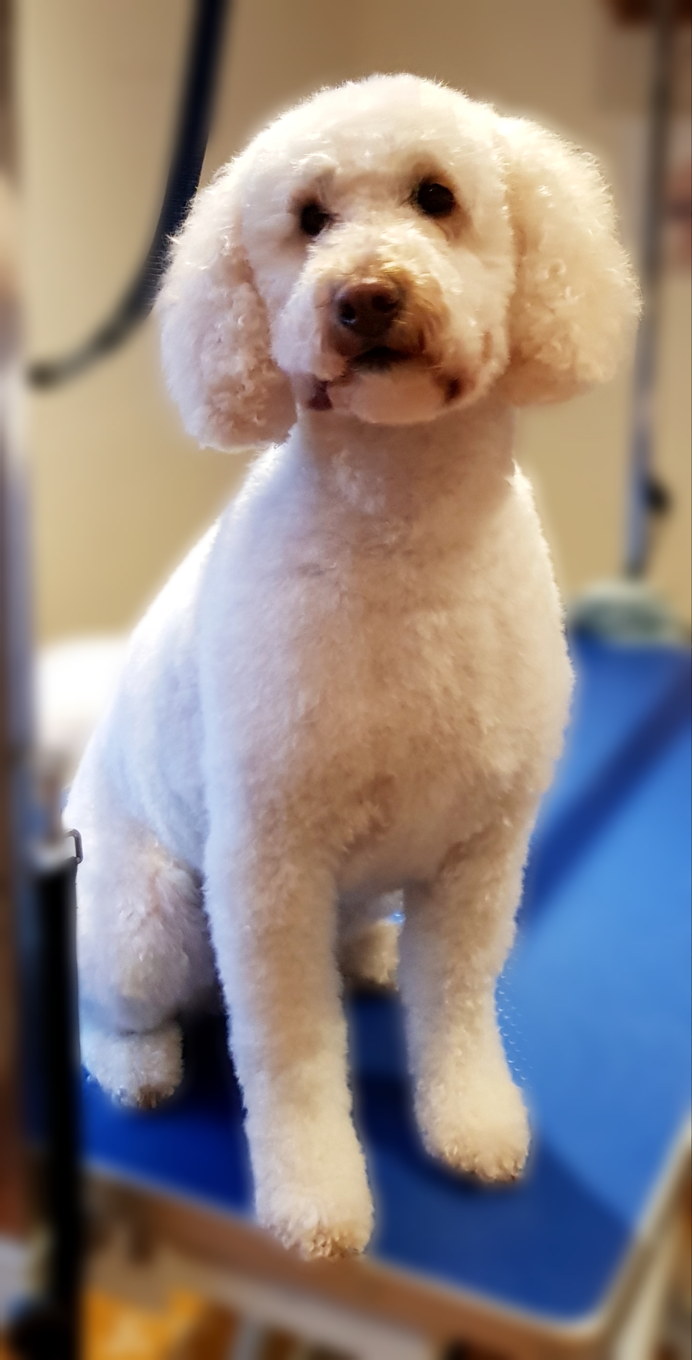 White poodle cross in a rounded teddy trim standing on the grooming table