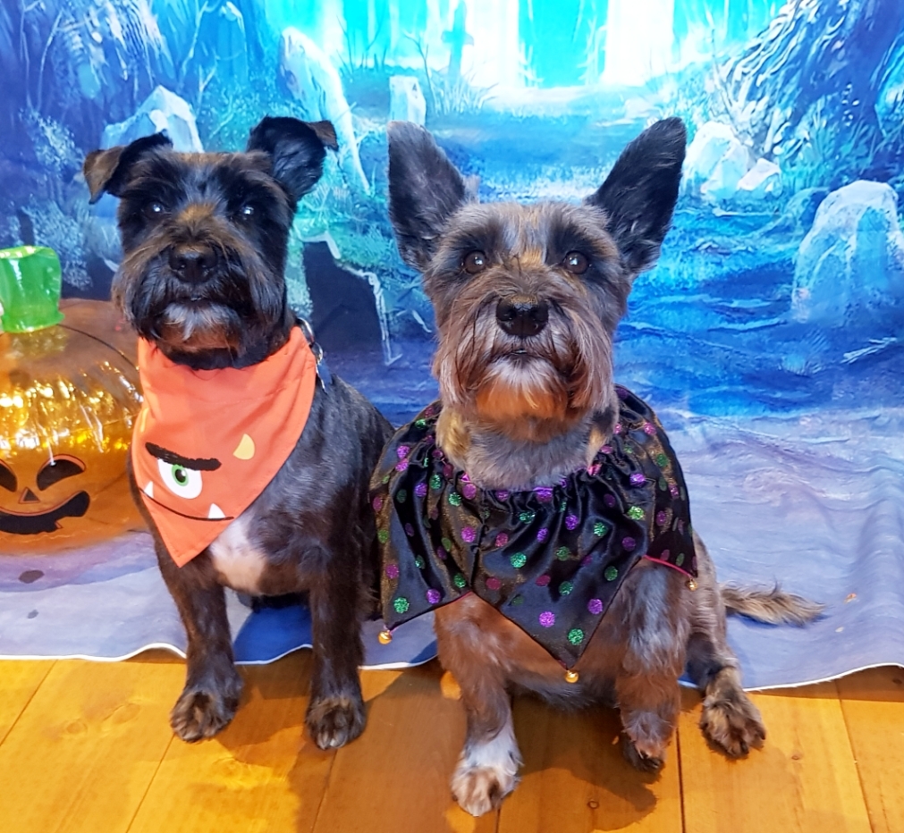 Two terriers in Halloween bandanas in front of a spooky backdrop
