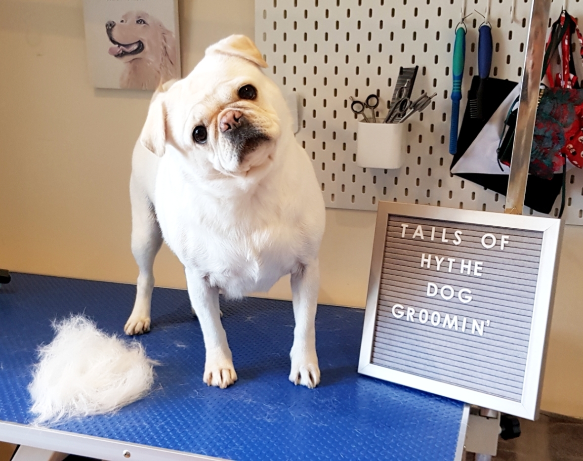 A freshly groomed white dog on the blue grooming table beside the letterboard that reads Tails of Hythe Dog Groomin'
