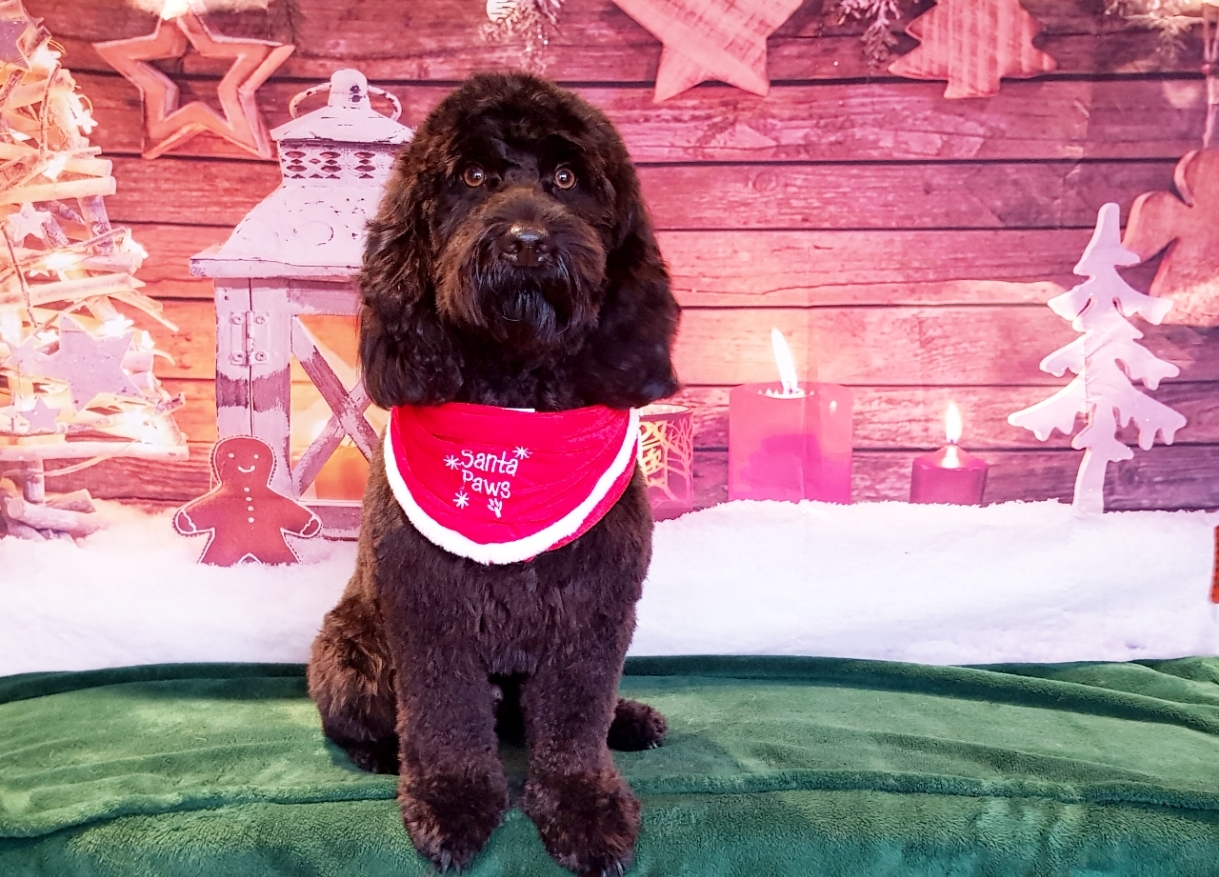 Brown doodle in a Santa Paws bandana in front of a Christmas backdrop